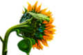 sunflower, transparent, summer, yellow, nature, sunflower, sunflower, sunflower, sunflower, sunflower